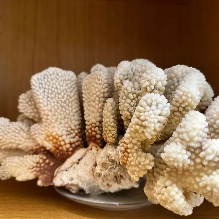 Anna Dьne 3-45 - Bester Meerblick In Bester Lage * Wangerooge